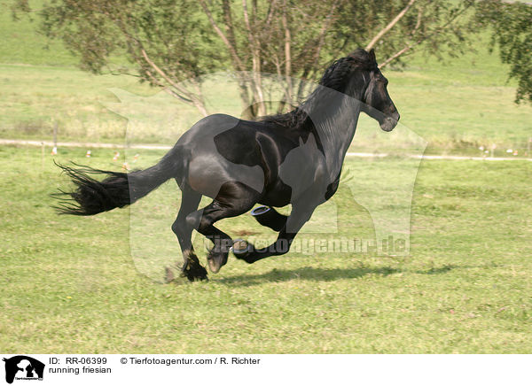 running friesian / RR-06399