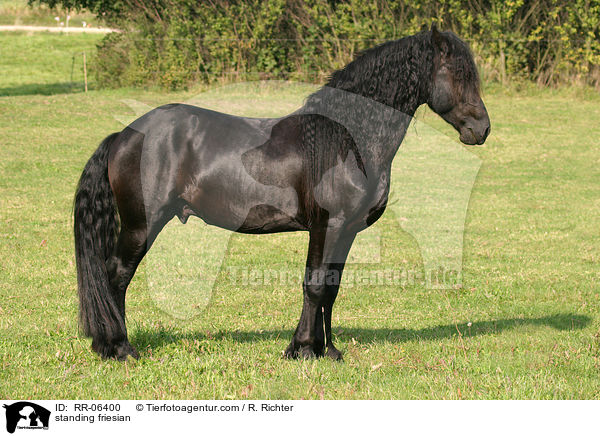 standing friesian / RR-06400