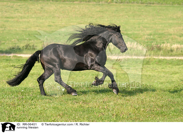 rennender friese / running friesian / RR-06401
