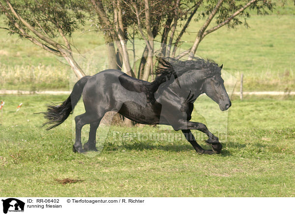 rennender friese / running friesian / RR-06402