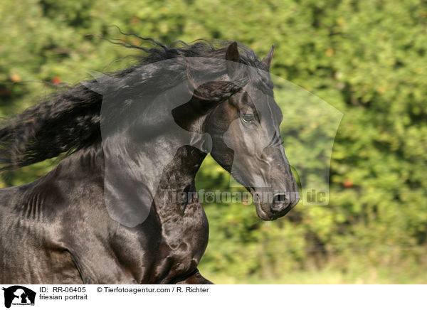 friesian portrait / RR-06405