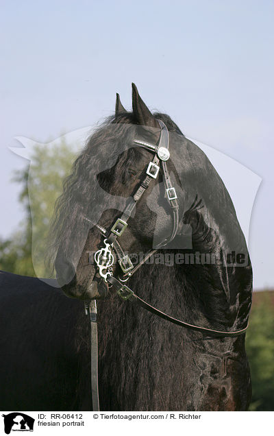 friesian portrait / RR-06412