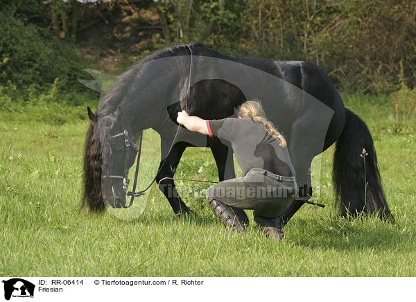 Friese / Friesian / RR-06414