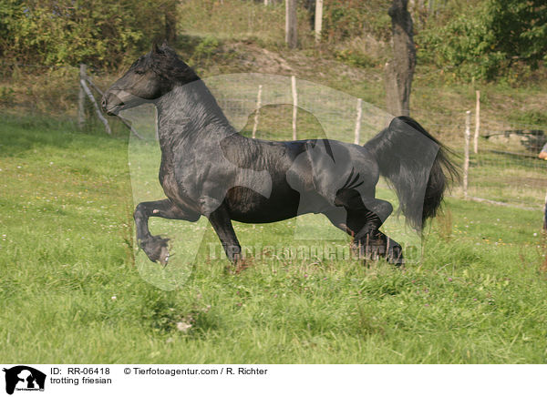 trotting friesian / RR-06418