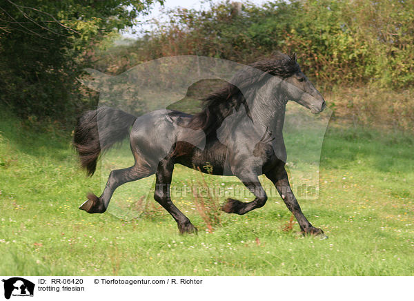 trotting friesian / RR-06420