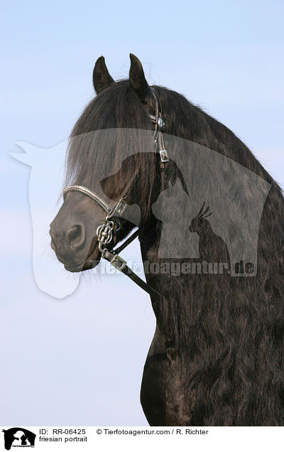 friesian portrait / RR-06425