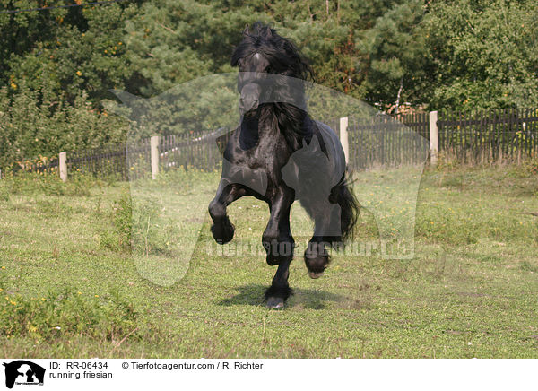 running friesian / RR-06434