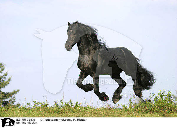 running friesian / RR-06436