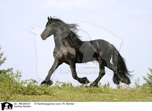 trotting friesian / RR-06437