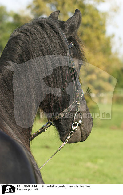 Friese im Portrait / friesian portrait / RR-06444