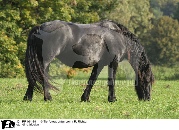 stehender Friese / standing friesian / RR-06449