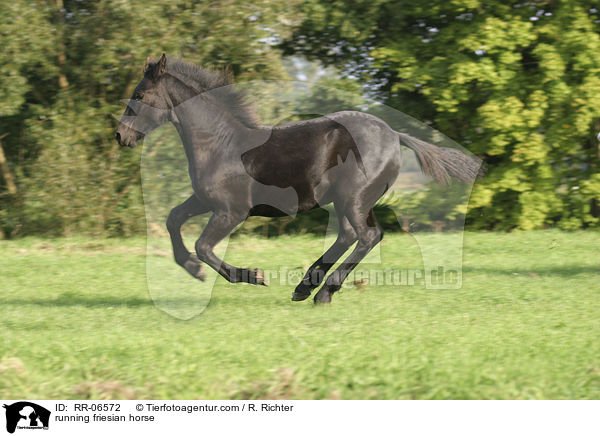 rennender Friese / running friesian horse / RR-06572