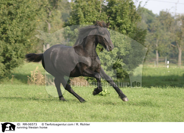 running friesian horse / RR-06573