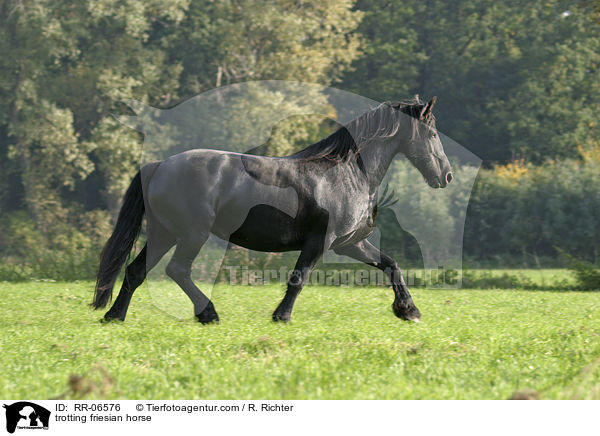 trotting friesian horse / RR-06576