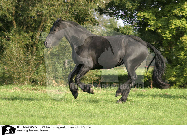rennender Friese / running friesian horse / RR-06577