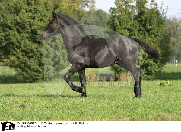trabender Friese / trotting friesian horse / RR-06579