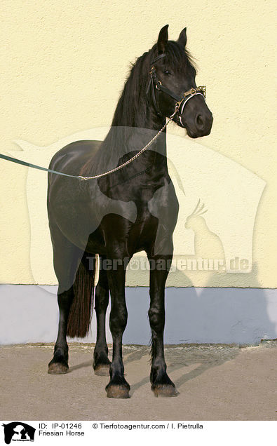 Friese / Friesian Horse / IP-01246