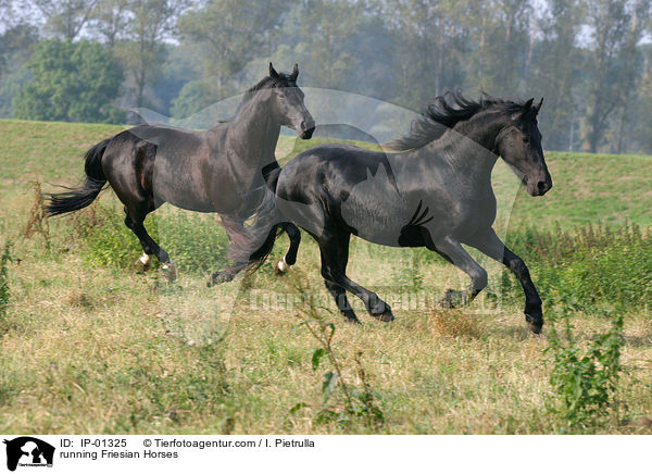 rennende Friesen / running Friesian Horses / IP-01325