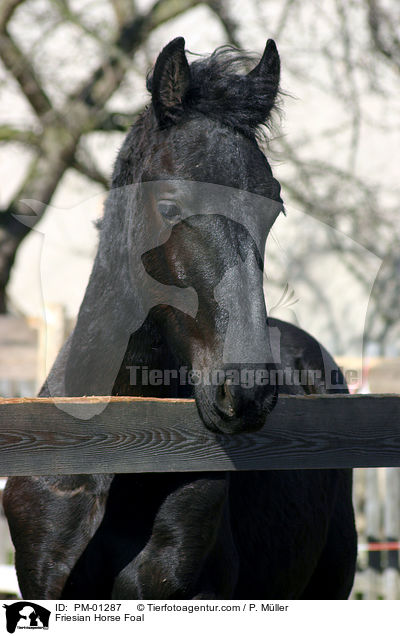 Friesenjhrling im Portrait / Friesian Horse Foal / PM-01287