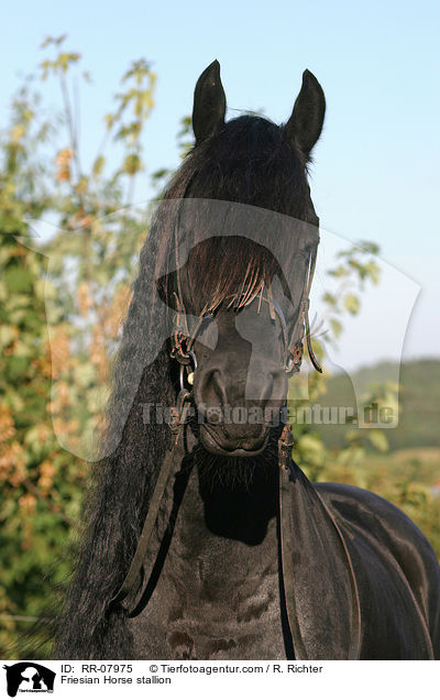Friesenhengst Portrait / Friesian Horse stallion / RR-07975