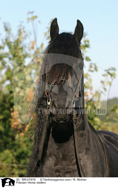 Friesian Horse stallion / RR-07976