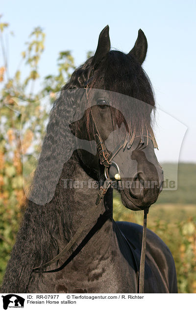 Friesenhengst Portrait / Friesian Horse stallion / RR-07977
