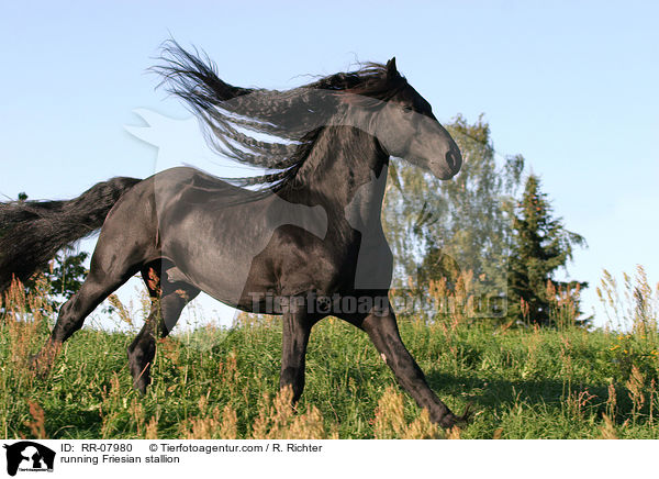 running Friesian stallion / RR-07980