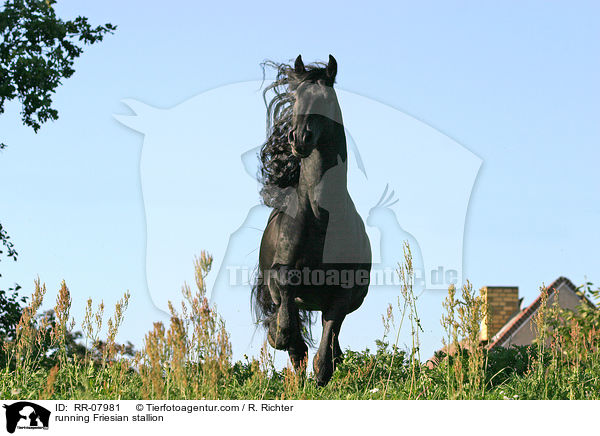 rennender Friesenhengst / running Friesian stallion / RR-07981