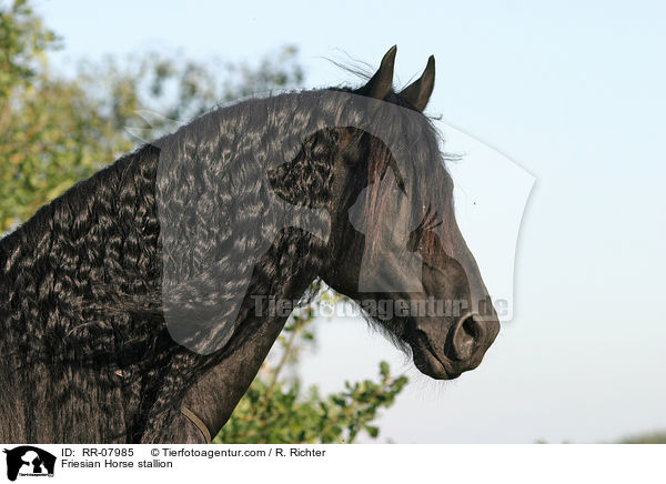 Friesian Horse stallion / RR-07985