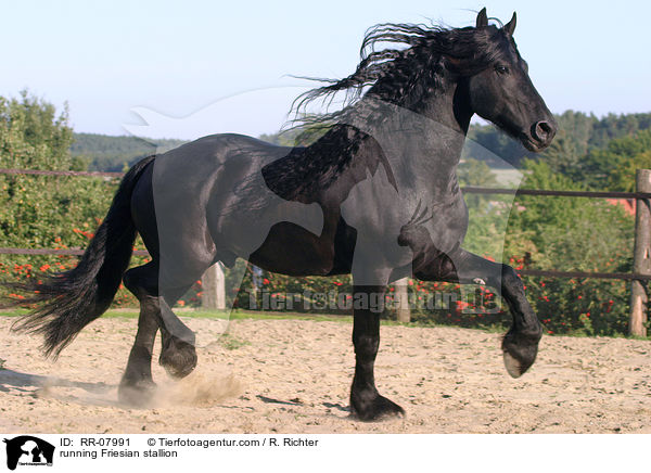 running Friesian stallion / RR-07991