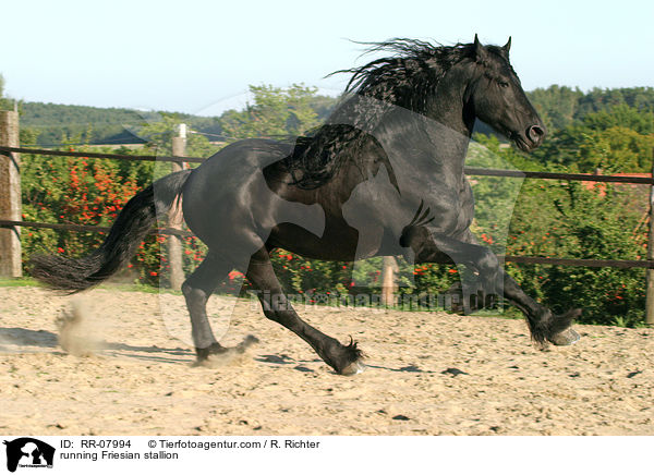 rennender Friesenhengst / running Friesian stallion / RR-07994