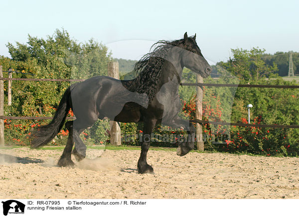 running Friesian stallion / RR-07995