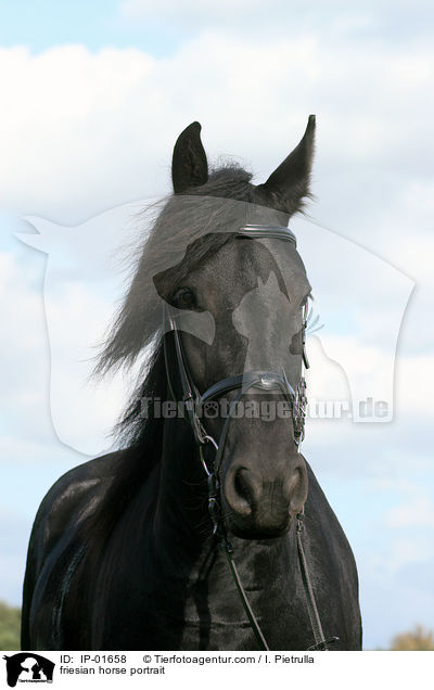 Friese Portrait / friesian horse portrait / IP-01658