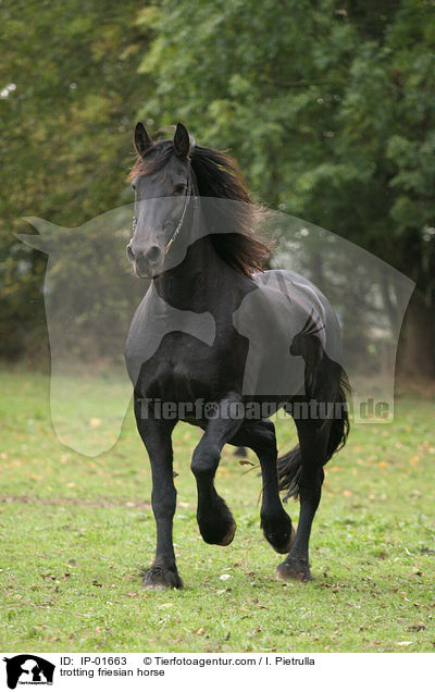 trabender Friese / trotting friesian horse / IP-01663