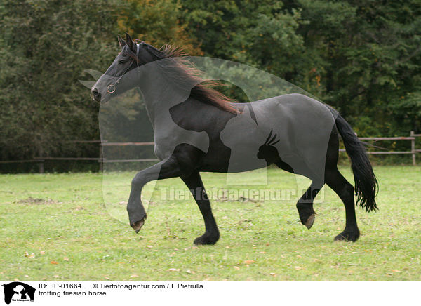 trabender Friese / trotting friesian horse / IP-01664