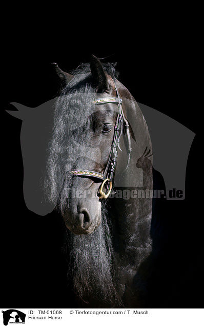 Friese / Friesian Horse / TM-01068