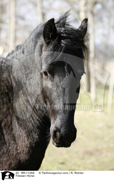 Friese Portrait / Friesian Horse / RR-11268