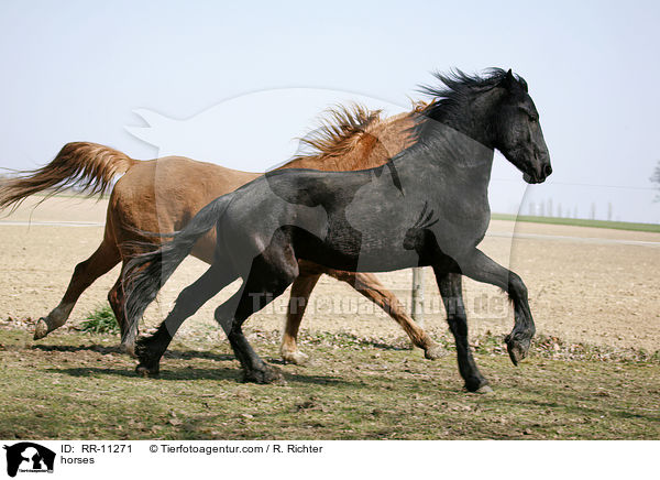 Pferde / horses / RR-11271