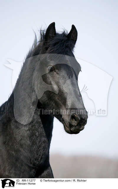 Friese Portrait / Friesian Horse / RR-11277