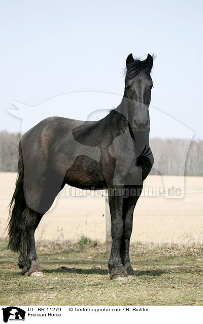 Friese / Friesian Horse / RR-11279