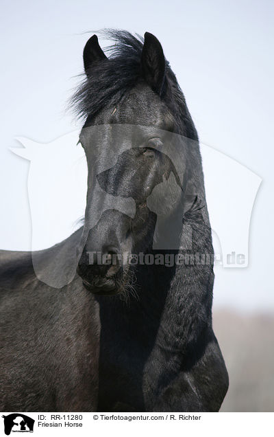 Friese Portrait / Friesian Horse / RR-11280