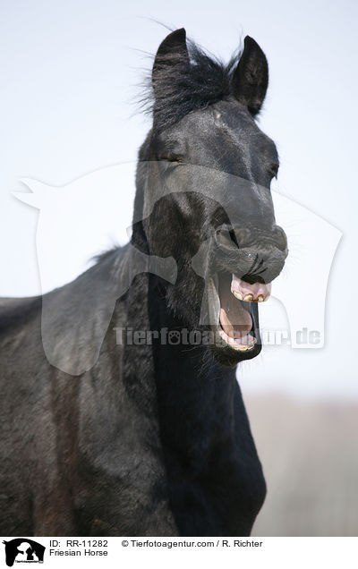 Friese Portrait / Friesian Horse / RR-11282