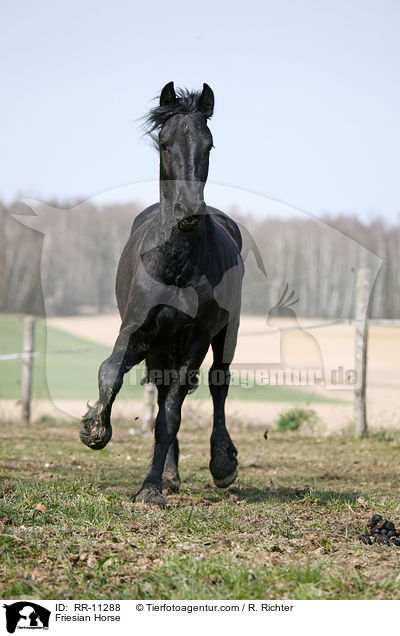 Friese / Friesian Horse / RR-11288