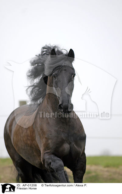 Friese / Friesian Horse / AP-01208