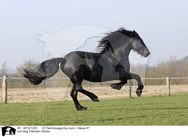 rennender Friese / running Friesian Horse / AP-01261