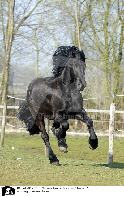 rennender Friese / running Friesian Horse / AP-01263