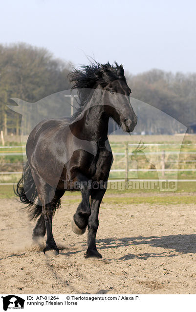 rennender Friese / running Friesian Horse / AP-01264