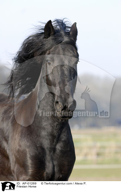 Friese im Portrait / Friesian Horse / AP-01269