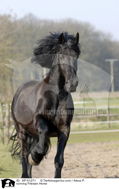 rennender Friese / running Friesian Horse / AP-01271