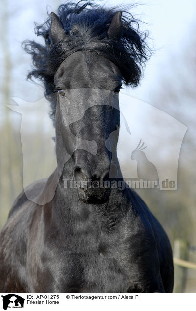 Friese im Portrait / Friesian Horse / AP-01275